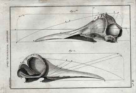 Histoire Naturelle, Cetaces, Pl 1